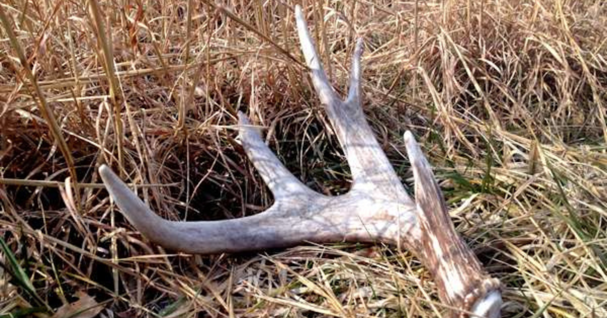 Featured Image for What You Can Learn About Shed Antler